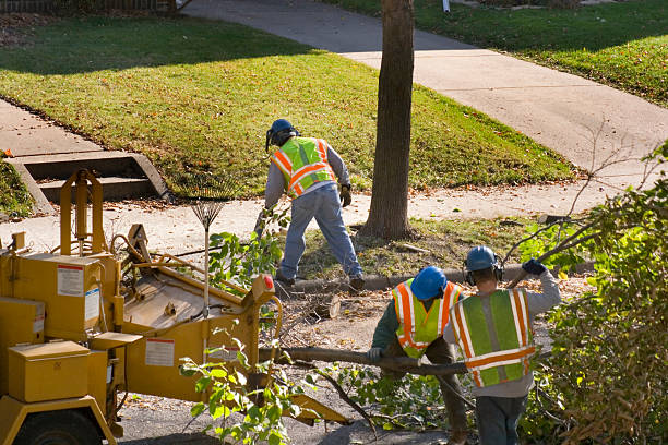 Trusted Rib Mountain, WI Tree Services Experts