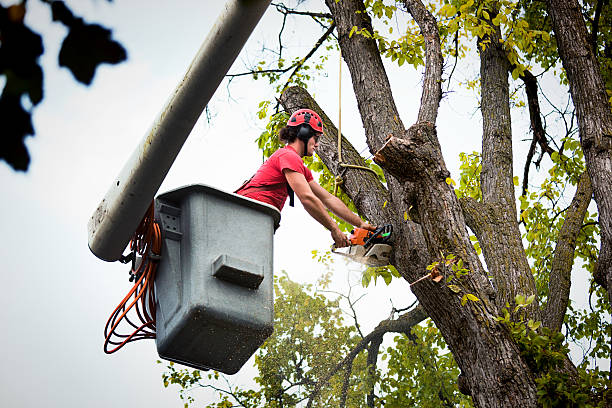 Seasonal Cleanup in Rib Mountain, WI